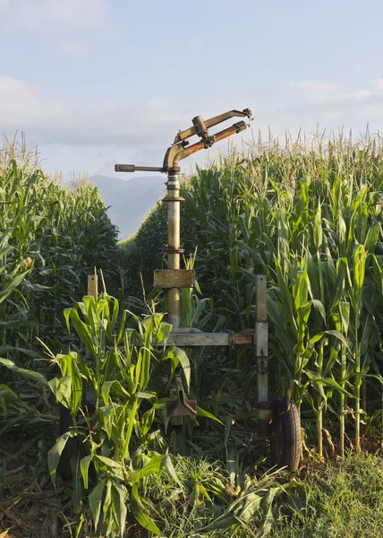 Sprinkler and corn — Stock Photo, Image