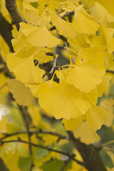 Ginkgo biloba yaprakları