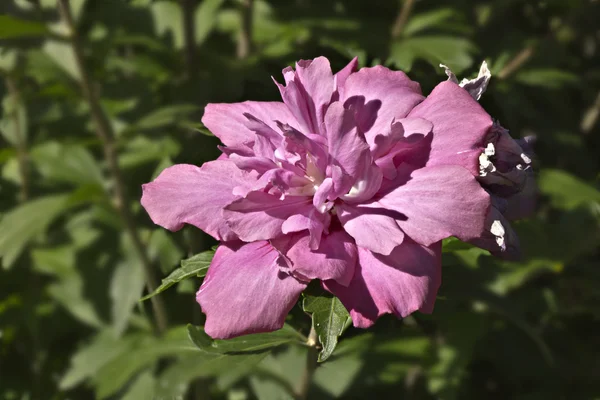 Fiore di ibisco — Foto Stock