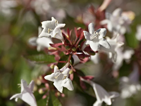 Abelia Stockbild