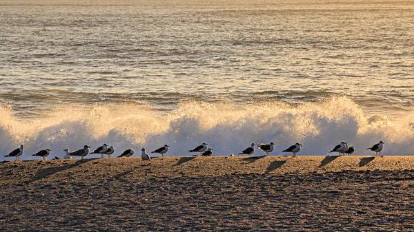 Gaivotas — Fotografia de Stock