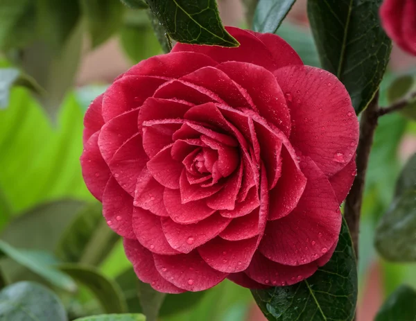 Camellia japonica — Stock Photo, Image