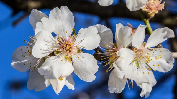 Цветы миндаля — стоковое фото