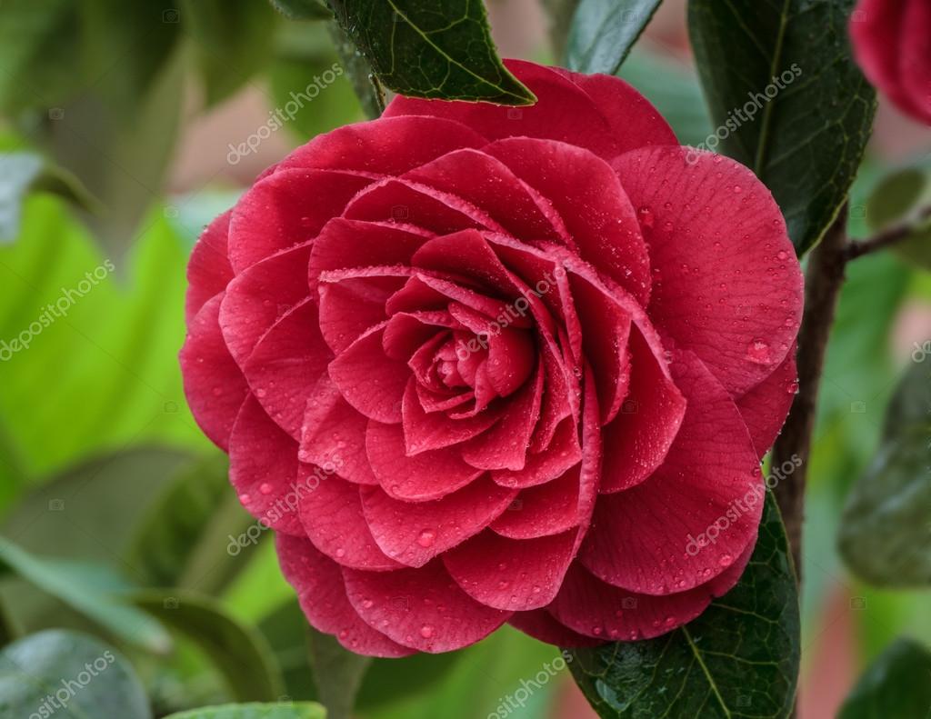 Camellia japonica fotos de stock, imágenes de Camellia japonica sin  royalties | Depositphotos