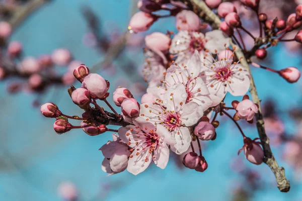 Japanische Pflaumenblüten — Stockfoto