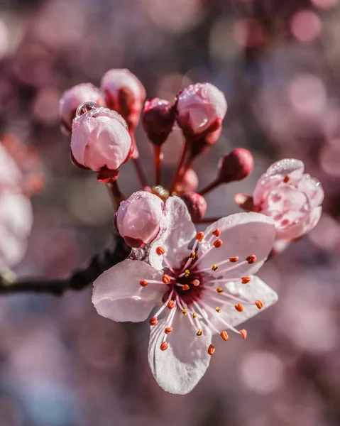 Śliwa japońska kwiaty — Zdjęcie stockowe