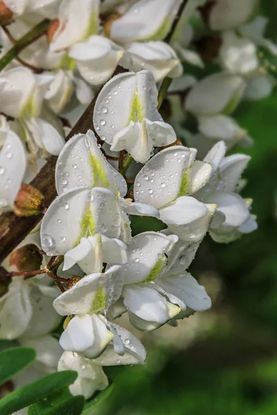 Robinienblüten — Stockfoto