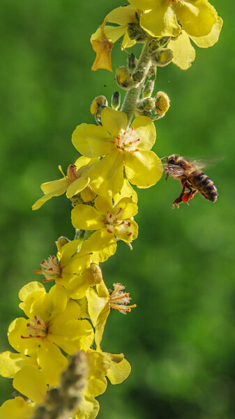 Great mullein and bee