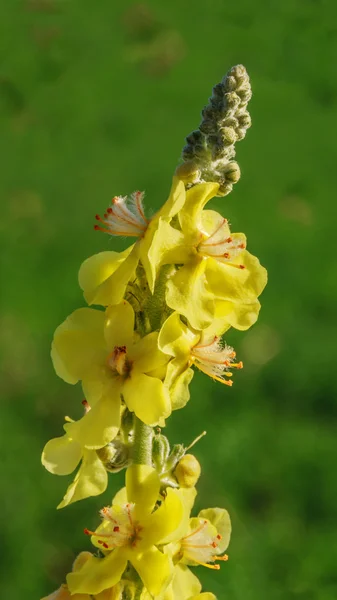 büyük sığırkuyruğu