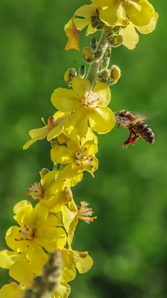 Königskerze und Biene Stockbild