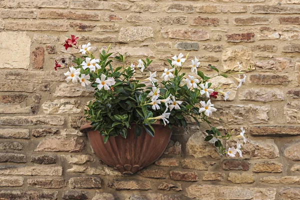 Flores en maceta de pared — Foto de Stock