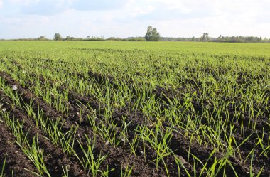 Buğday tohumu ekili tarla tarlası