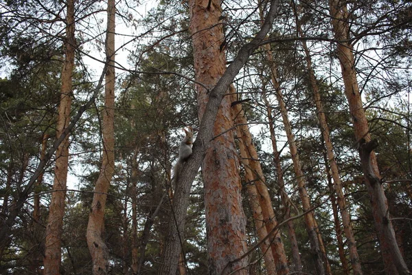 Écureuil Animal Assis Sur Les Branches Arbre Dans Forêt — Photo