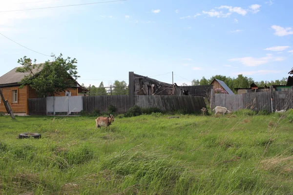 村子里靠近老房子的地方 山羊在草地上吃草 — 图库照片