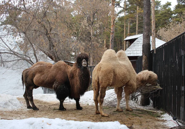 Dois Animais Camelos Passeio Paddock Uma Fazenda Inverno — Fotografia de Stock