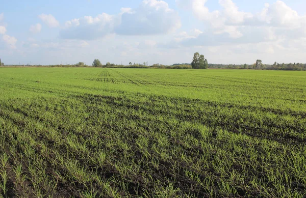 field of plowed land with wheat germ crops agriculture