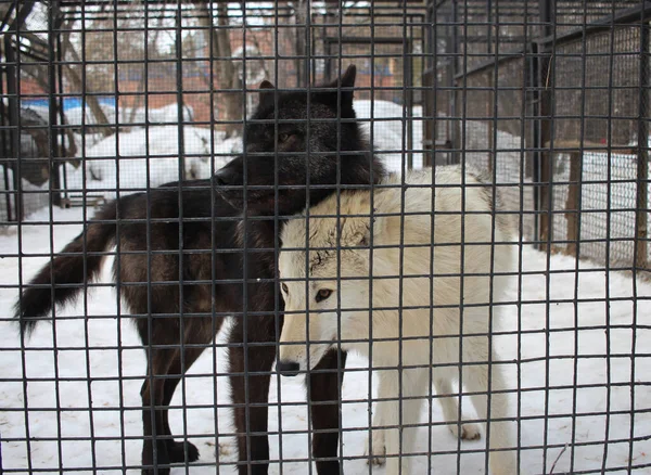Dos Perros Salvajes Agresivos Una Jaula Tras Las Rejas Atrapando — Foto de Stock