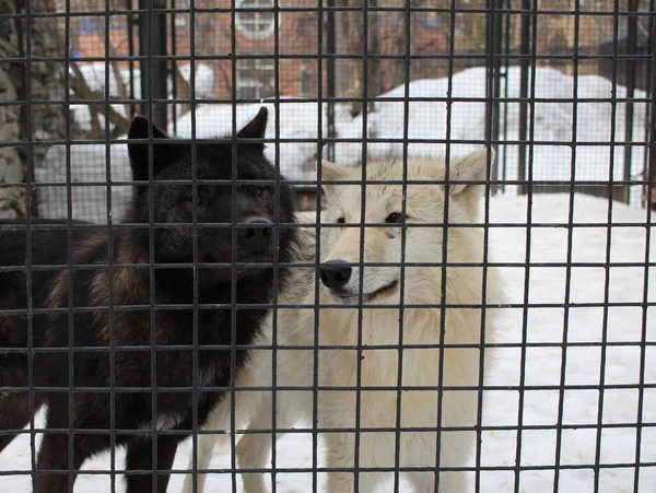 two wild dogs aggressive in a cage behind bars catching animals in the kennel wolves