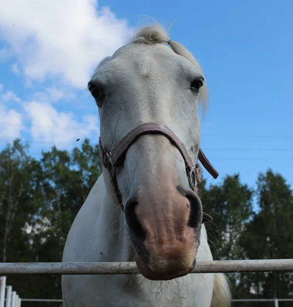 農場のパドックに耳のない白い馬が面白い — ストック写真