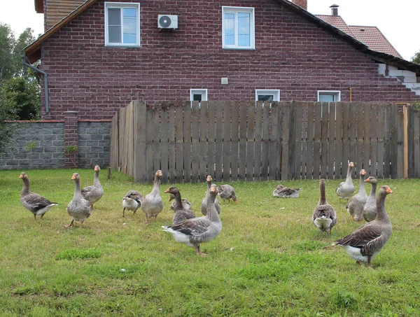 Una Bandada Gansos Domésticos Pastan Césped Con Hierba Cerca Casa — Foto de Stock