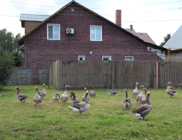 Una Bandada Gansos Domésticos Pastan Césped Con Hierba Cerca Casa — Foto de Stock