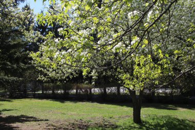 İlkbaharda parkta çiçekli elma ağacı dalları