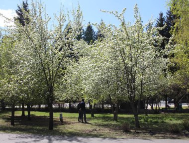 Rusya, Novosibirsk 12.05.2019: Çocuk ailesi olan bir erkek ve kadın baharda çiçek açan elma ağaçlarına bakarak parkta yürür.