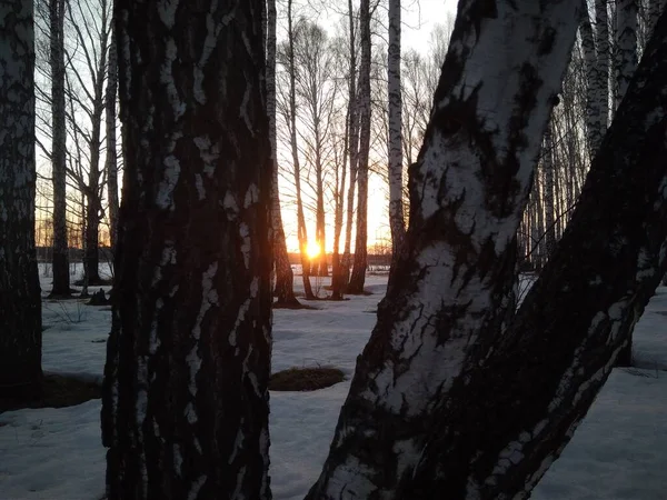 Raios Sol Pôr Sol Floresta Inverno Neve — Fotografia de Stock