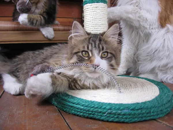 Gatito Esponjoso Jugando Con Juguete Divertido —  Fotos de Stock