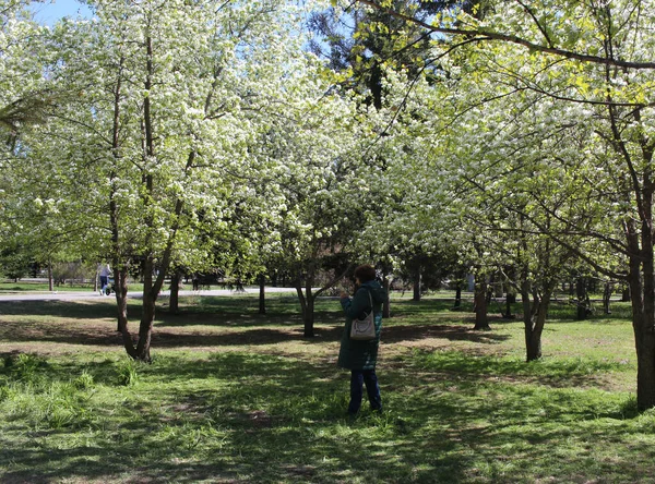 Rusia Novosibirsk 2019 Una Mujer Para Parque Cerca Los Manzanos — Foto de Stock