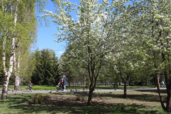 Rosja Nowosybirsk 2019 Rodzice Dzieckiem Spacerują Parku Wiosną Kwitnącymi Drzewami — Zdjęcie stockowe