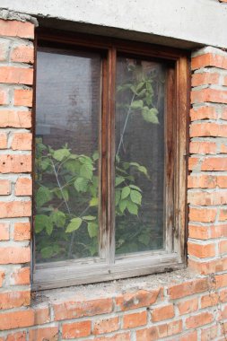 Yaprakları olan bir ağaç, pencerenin dışında, terk edilmiş bir binanın camından büyür.