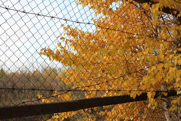 Осенью Дерево Желтыми Листьями Решетке Забора — стоковое фото