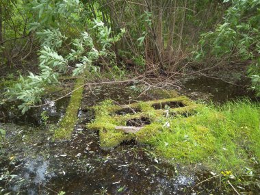 Ormanda, göl kenarında bataklıkta yaz çiçeklerinde çamurlu çimenler.