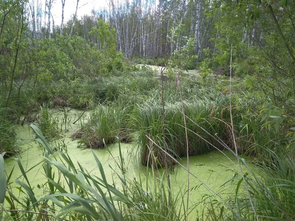 夏は沼の泥で森の中の湿地草を — ストック写真