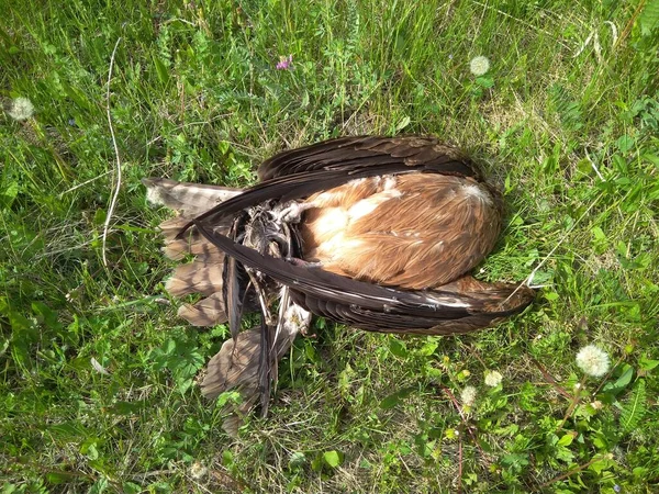 草のゲームハンターの密猟者の死鳥 — ストック写真