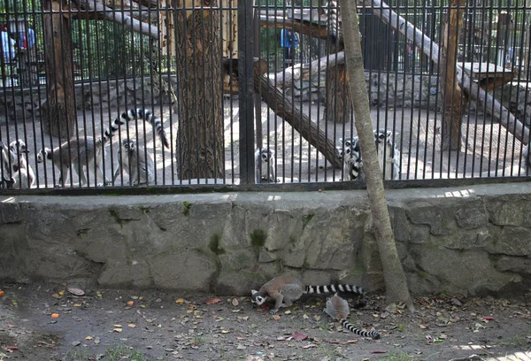 Wild Animals Lemurs Got Out Cage Escaped Freedom — Stock Photo, Image