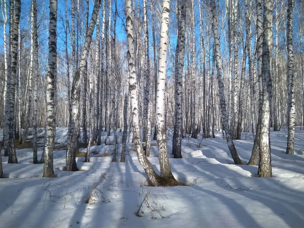 Neve Cumuli Neve Inverno Nella Foresta Con Alberi Primavera — Foto Stock