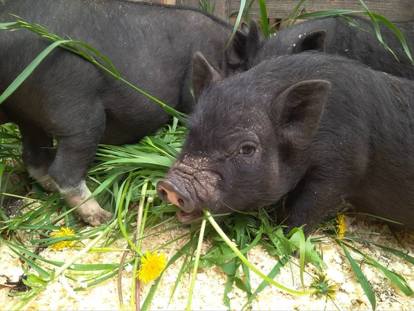 black piglets in the pen pig eating grass