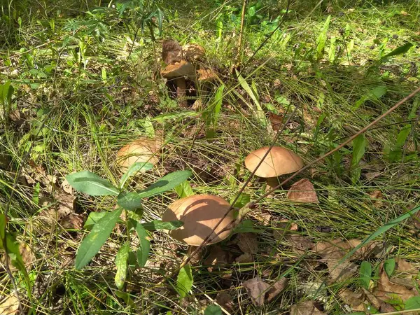 Βρώσιμο Μανιτάρι Boletus Στο Γρασίδι Αναπτύσσονται Στο Δάσος Είναι Δηλητηριώδη — Φωτογραφία Αρχείου