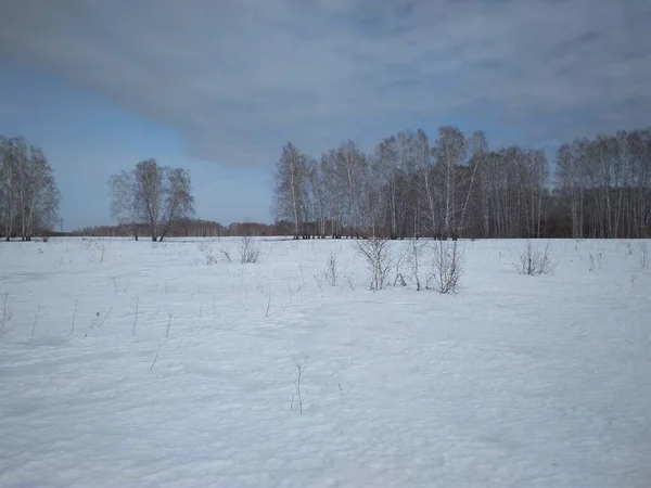 Neve Campo Inverno Floresta — Fotografia de Stock