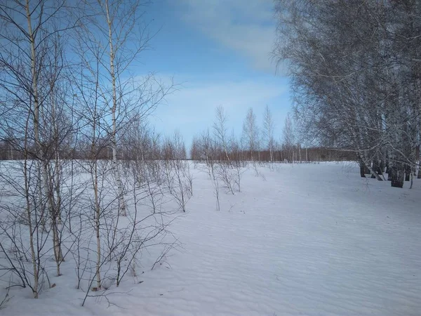 Снег Поле Зимой Лесу — стоковое фото