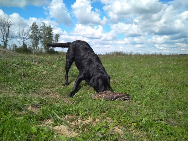ブラックラブラドール犬は獲物に捕まったアヒルを狩る — ストック写真