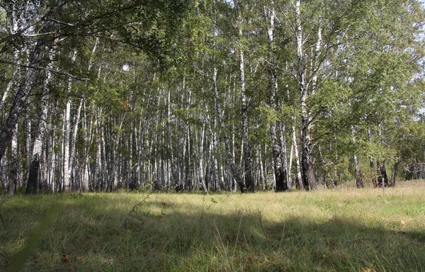 Foresta Betulle Siberia Natura Primavera — Foto Stock