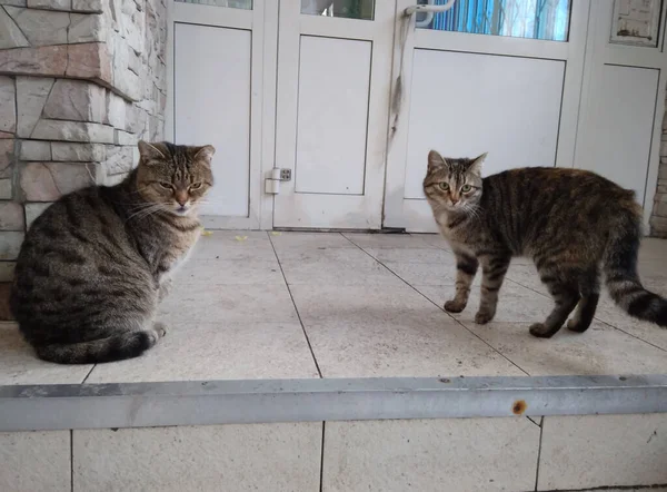 Deux Chats Errants Assis Porte Maison — Photo