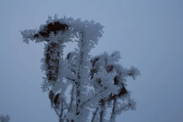 Kışın Donmuş Kar Taneleri Kar Altında Kuru Bir Dalda — Stok fotoğraf