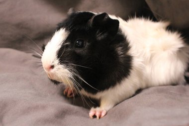 Yumuşak Gine Domuzu komik oturan kemirgen