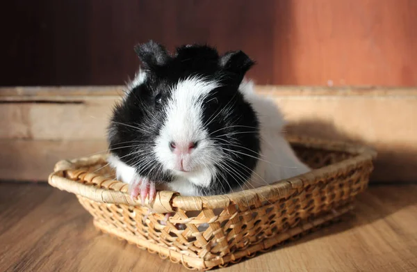 Fluffy Guinea Pig Funny Pet Sitting Basket — Stock Photo, Image