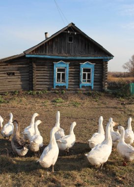 Beyaz evcil kazlar bir kuş sürüsü evin yakınındaki köyde yürüyor.