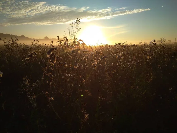 Coucher Soleil Lever Soleil Herbe Dans Les Rayons Brouillard Dans — Photo